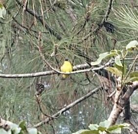Yellow-faced Siskin - ML623815832