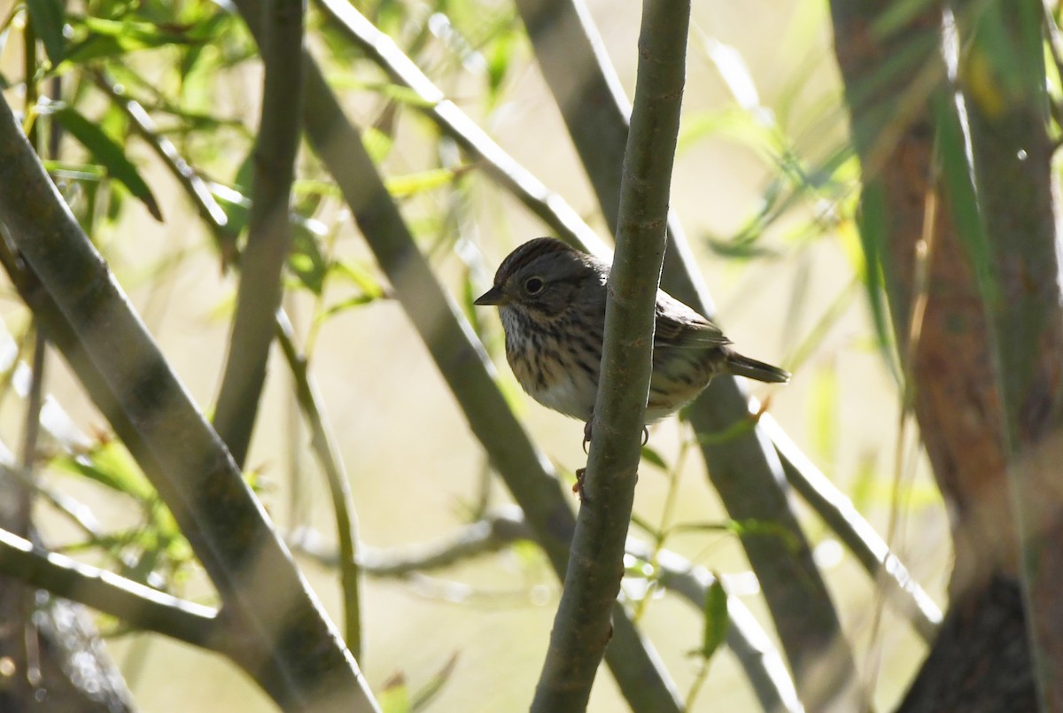 Lincoln's Sparrow - ML623815848