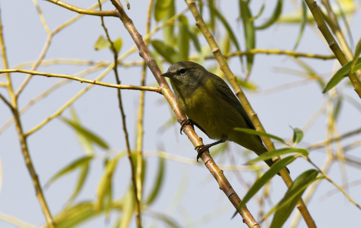 Orange-crowned Warbler - ML623815865