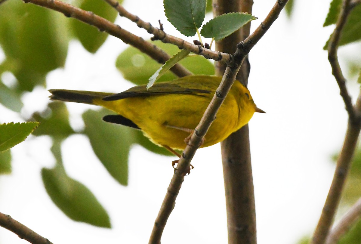 Wilson's Warbler - ML623815871