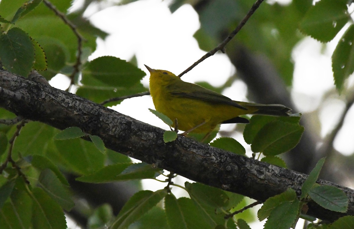 Wilson's Warbler - ML623815872