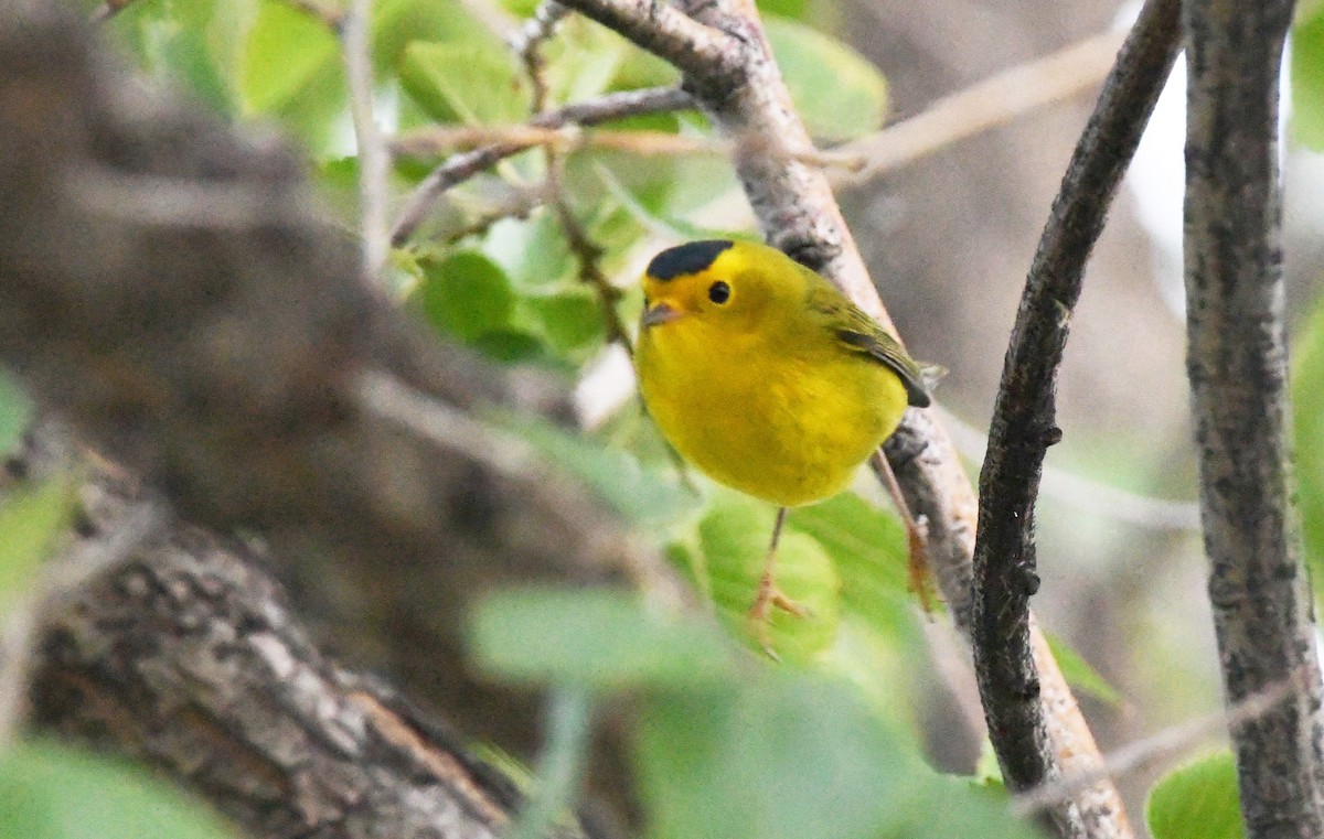 Wilson's Warbler - ML623815873