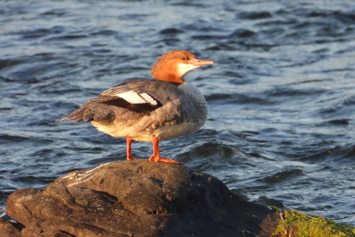 Common Merganser - ML623815905