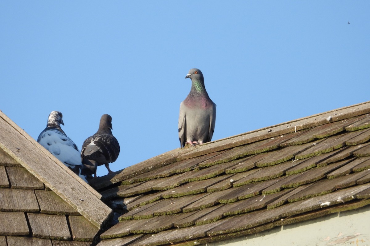 Rock Pigeon (Feral Pigeon) - ML623815912