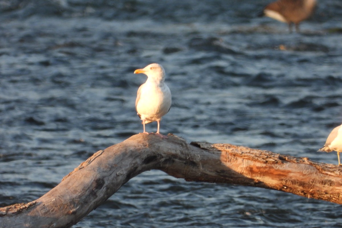 Ring-billed Gull - ML623815916