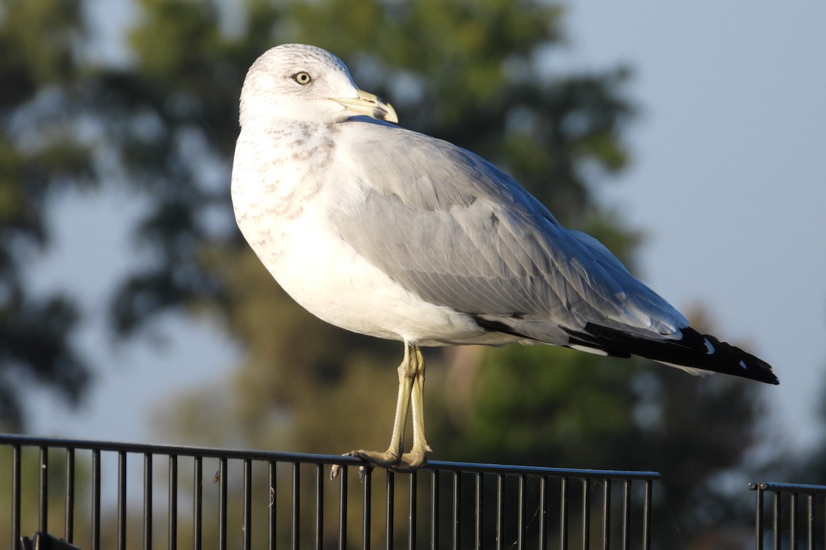 Ring-billed Gull - ML623815928