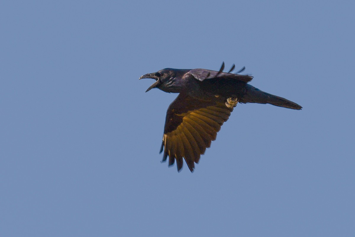 American Crow - ML623815940