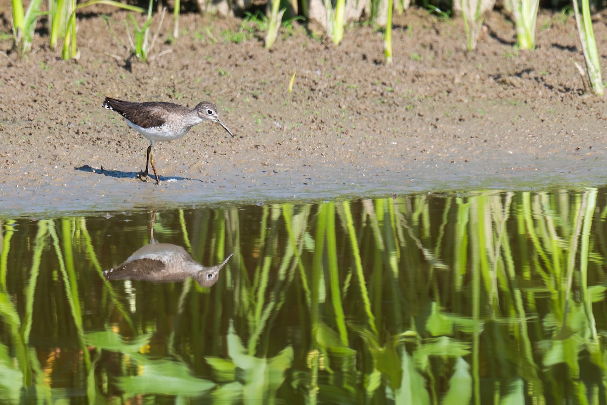 Einsiedelwasserläufer - ML623815953