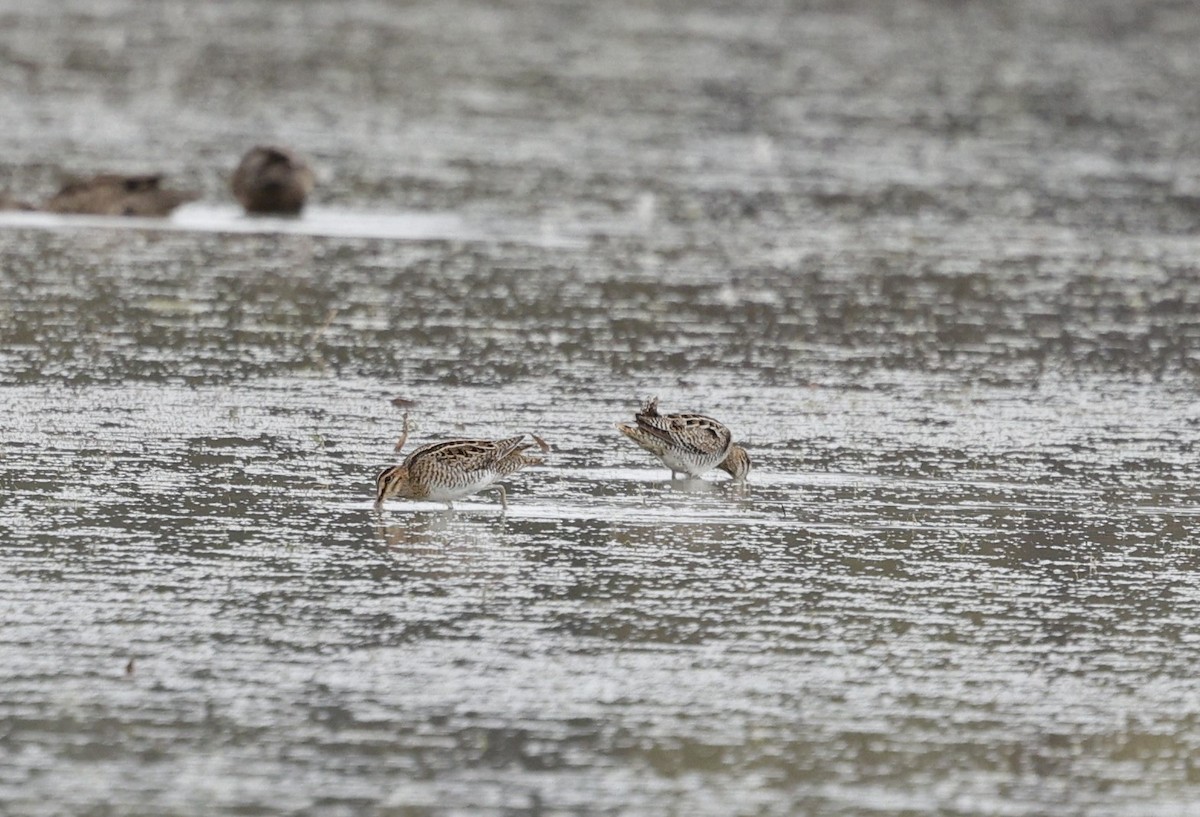 Latham's Snipe - ML623815959