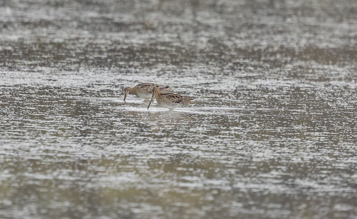 Latham's Snipe - ML623815960