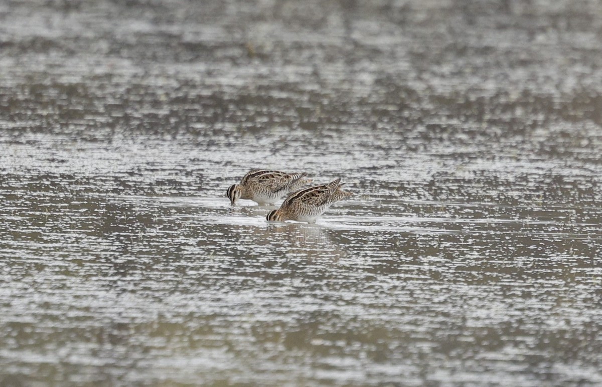 Latham's Snipe - ML623815961