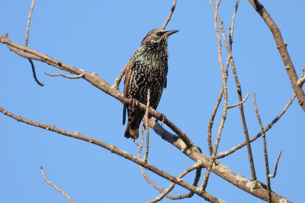 European Starling - ML623815966