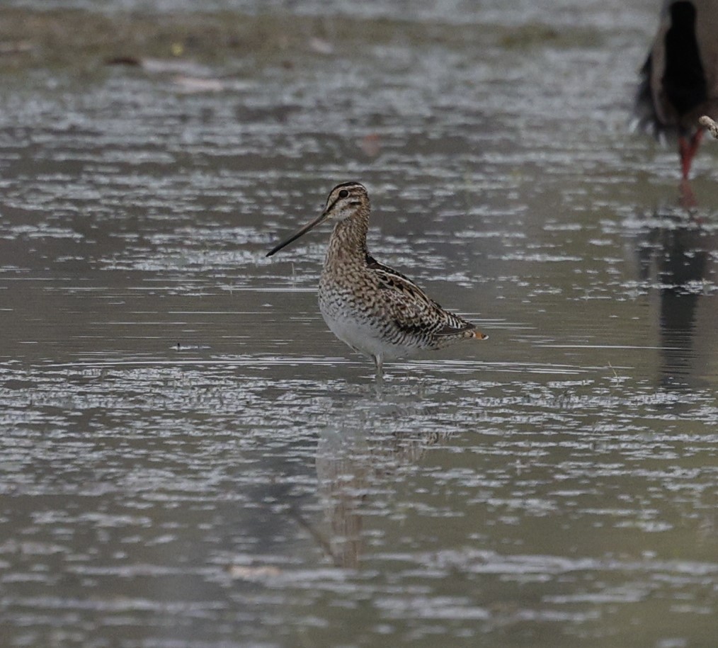 Latham's Snipe - ML623815975