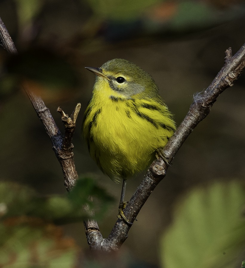 Prairie Warbler - Bruce Mactavish