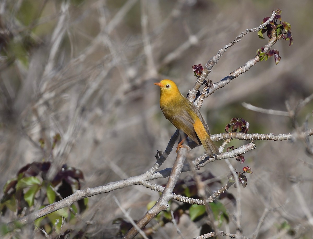 Golden White-eye - ML623816001