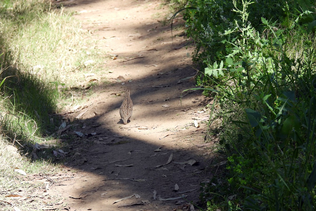 Brown Quail - ML623816008