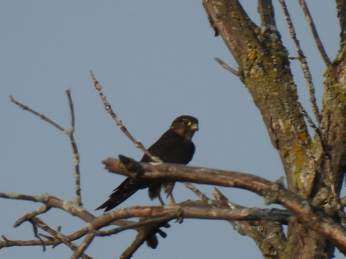 コチョウゲンボウ（columbarius） - ML623816010