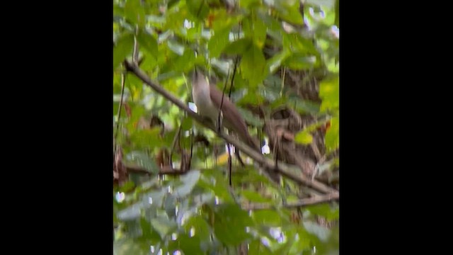 Black-billed Cuckoo - ML623816030