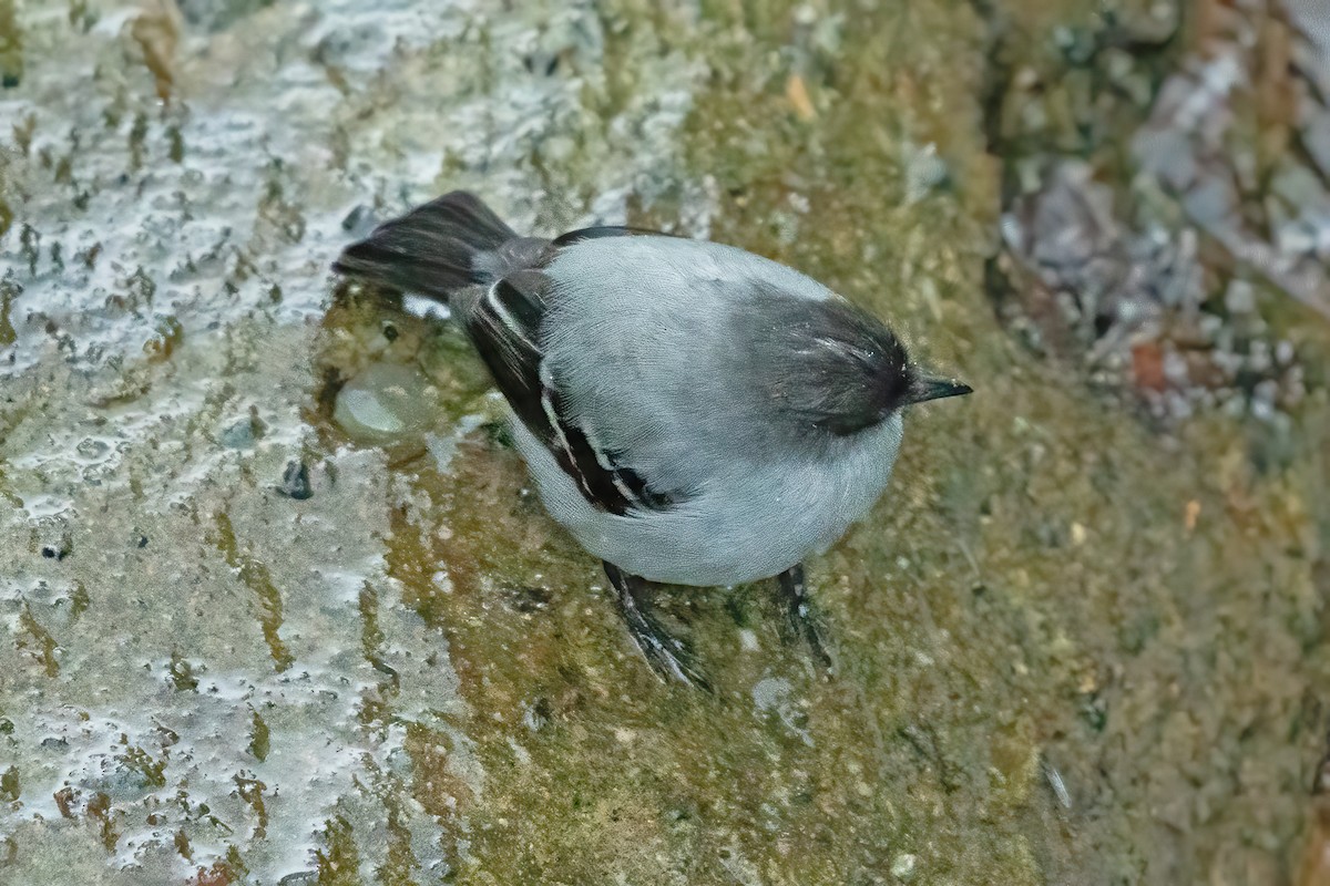 Torrent Tyrannulet - ML623816036