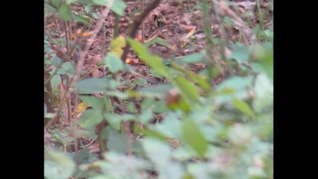 Swainson's Warbler - ML623816064