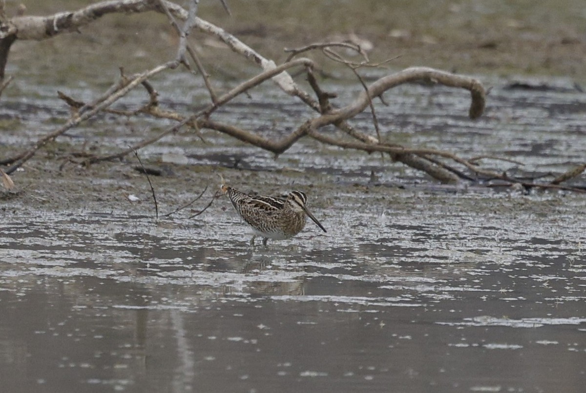 Latham's Snipe - ML623816067