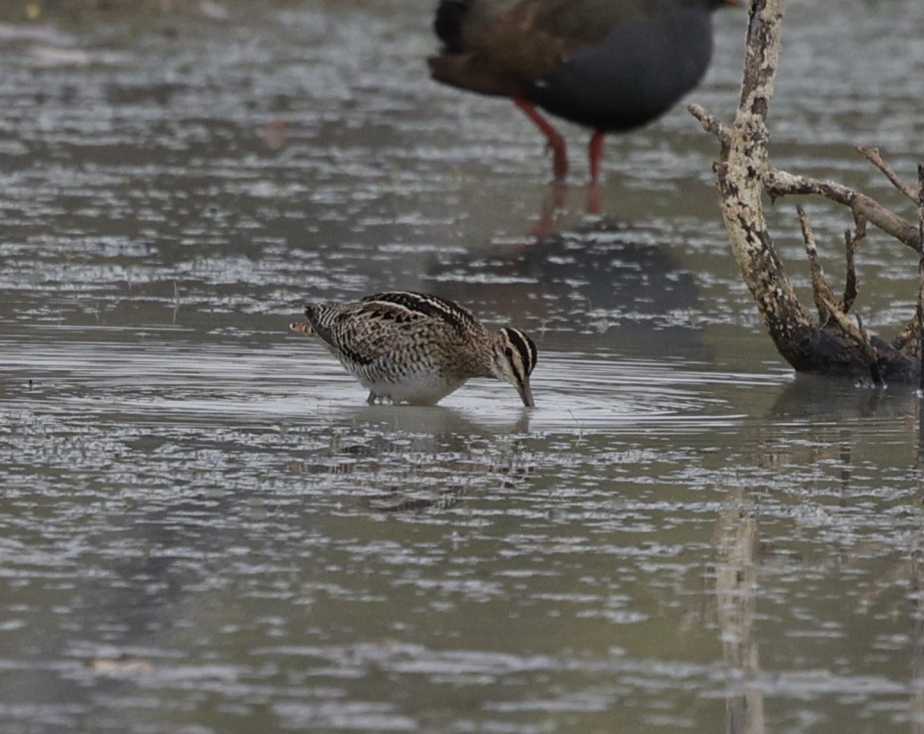 Latham's Snipe - ML623816068