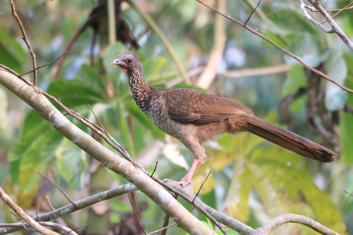 Chachalaca Moteada - ML623816081