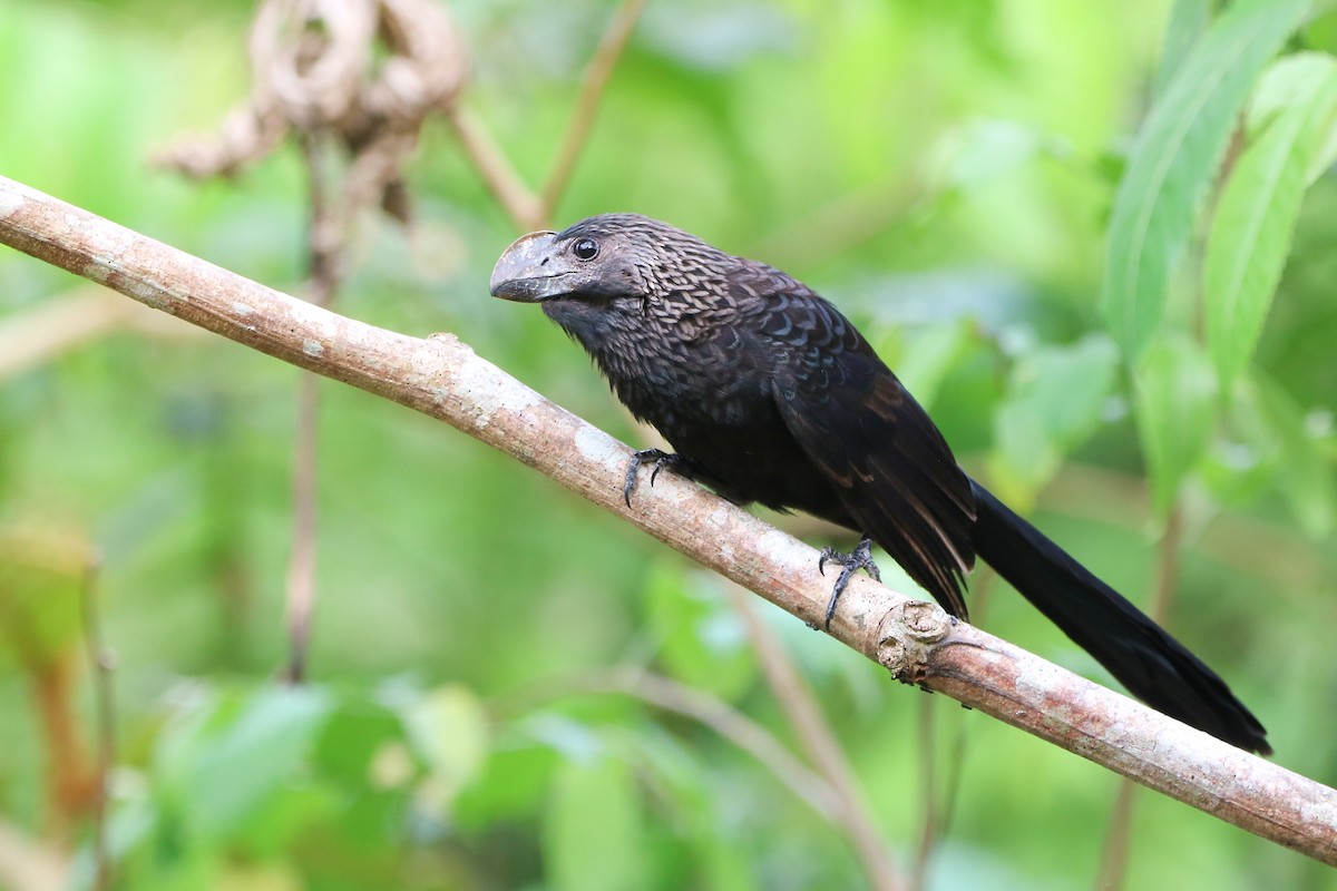 Smooth-billed Ani - ML623816092