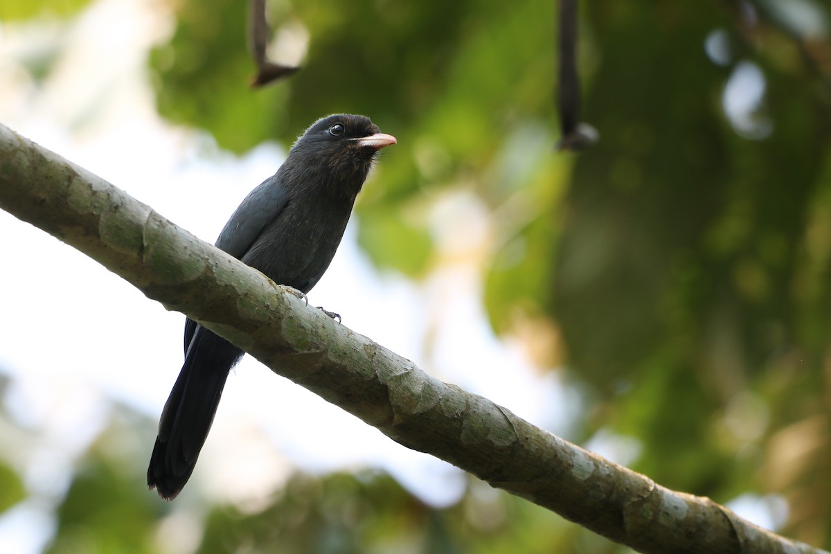 Black-fronted Nunbird - ML623816097