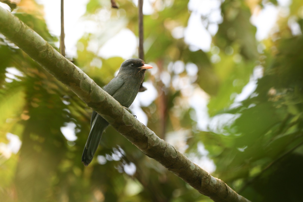 Black-fronted Nunbird - ML623816109