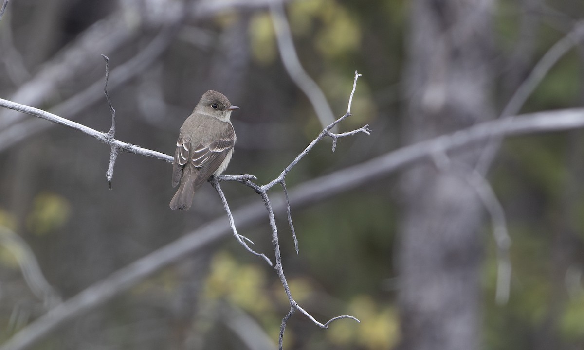 Western Wood-Pewee - ML623816137