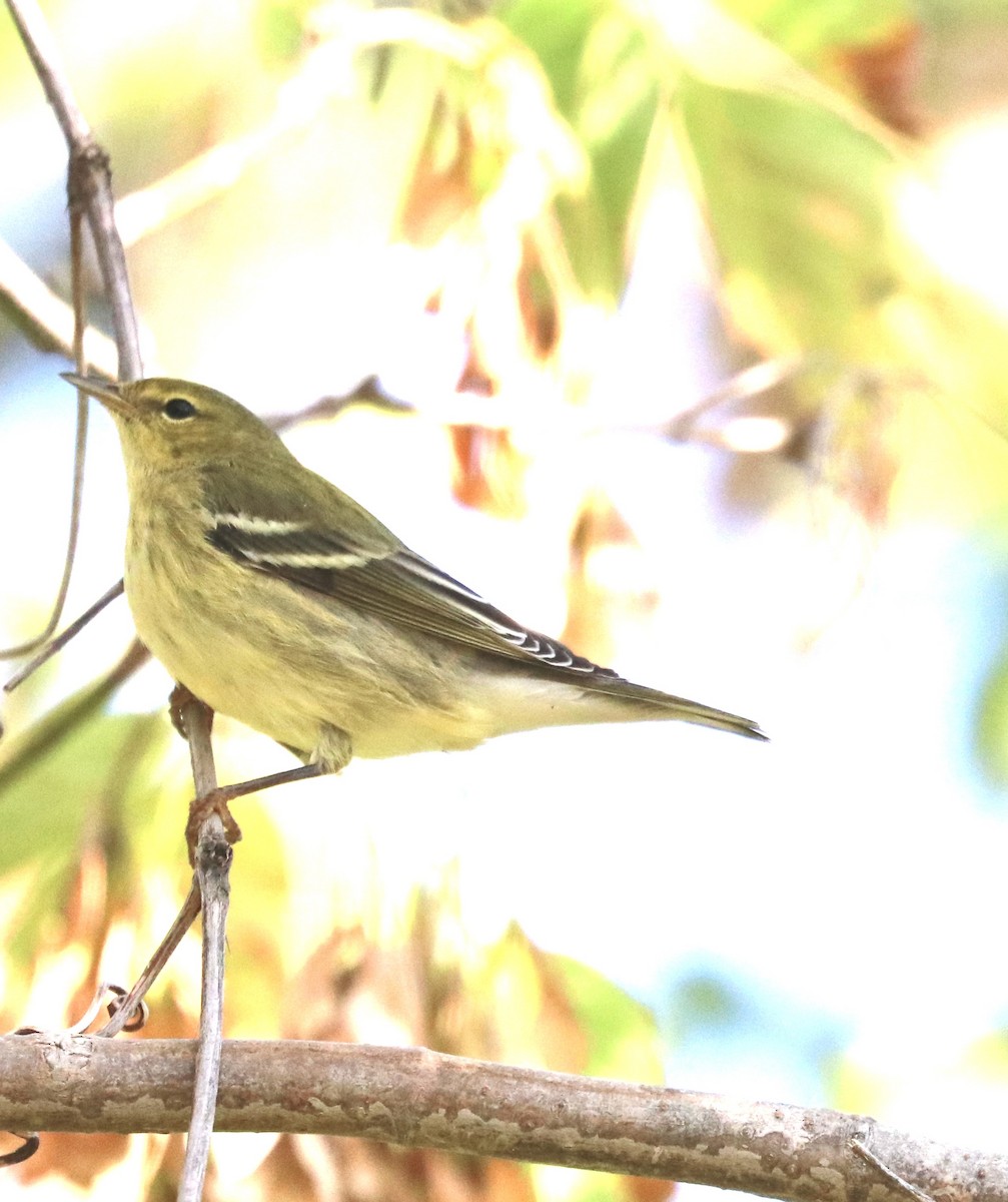 Blackpoll Warbler - ML623816146