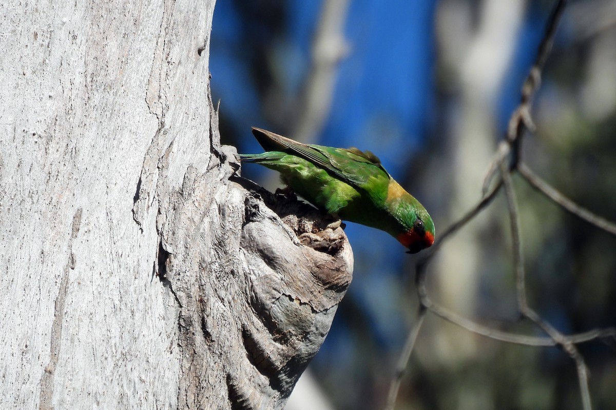 Musk Lorikeet - ML623816193