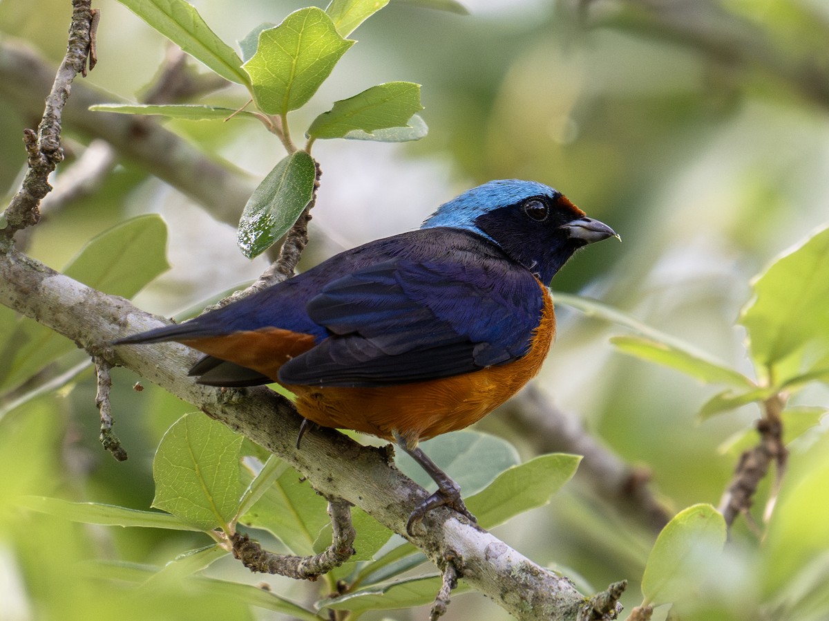 Elegant Euphonia - ML623816200