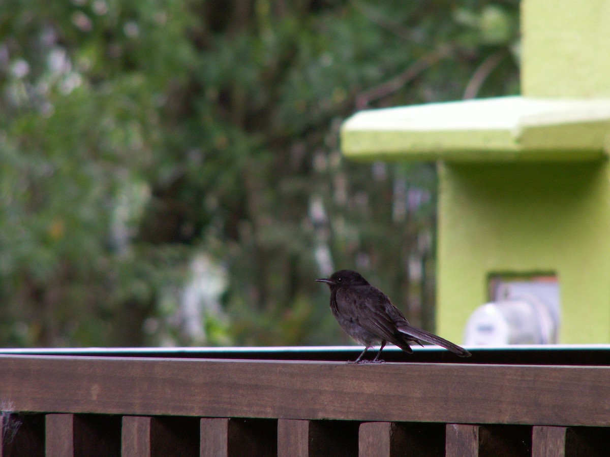 Black Phoebe - ML623816201