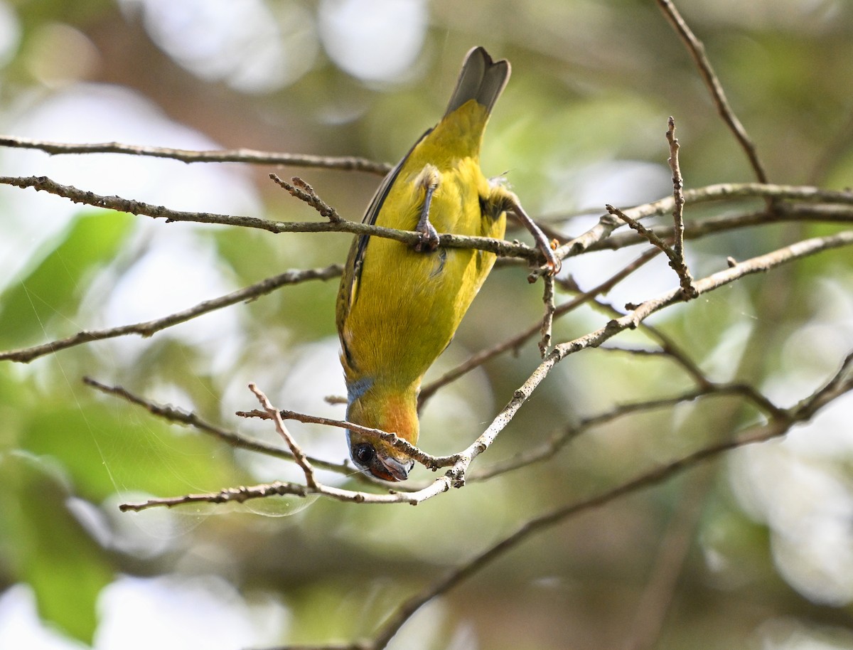 Elegant Euphonia - ML623816202