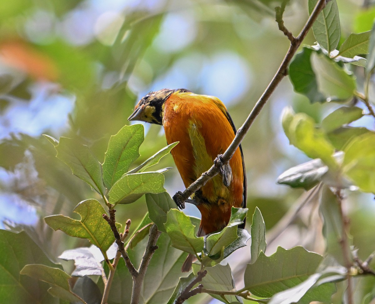 Elegant Euphonia - ML623816207