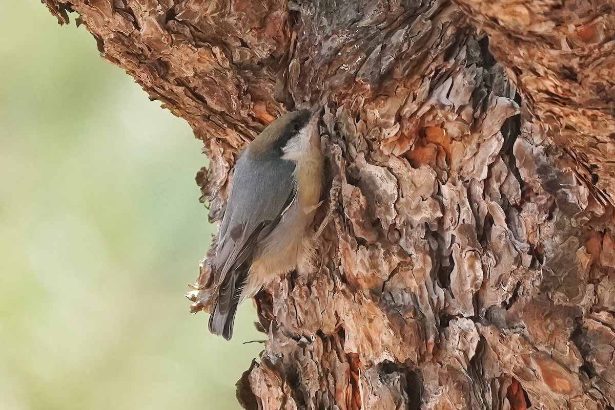 Pygmy Nuthatch - Joanne Kimura