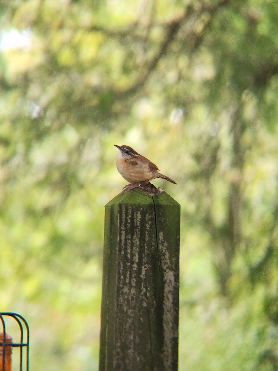 Carolina Wren - ML623816228