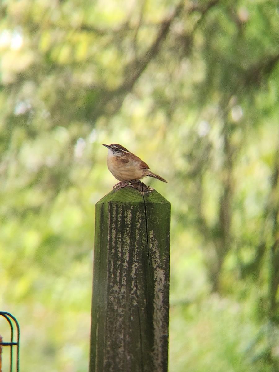 Carolina Wren - Brandon Reed