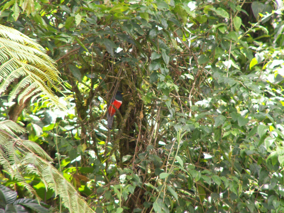 trogon límcový - ML623816231