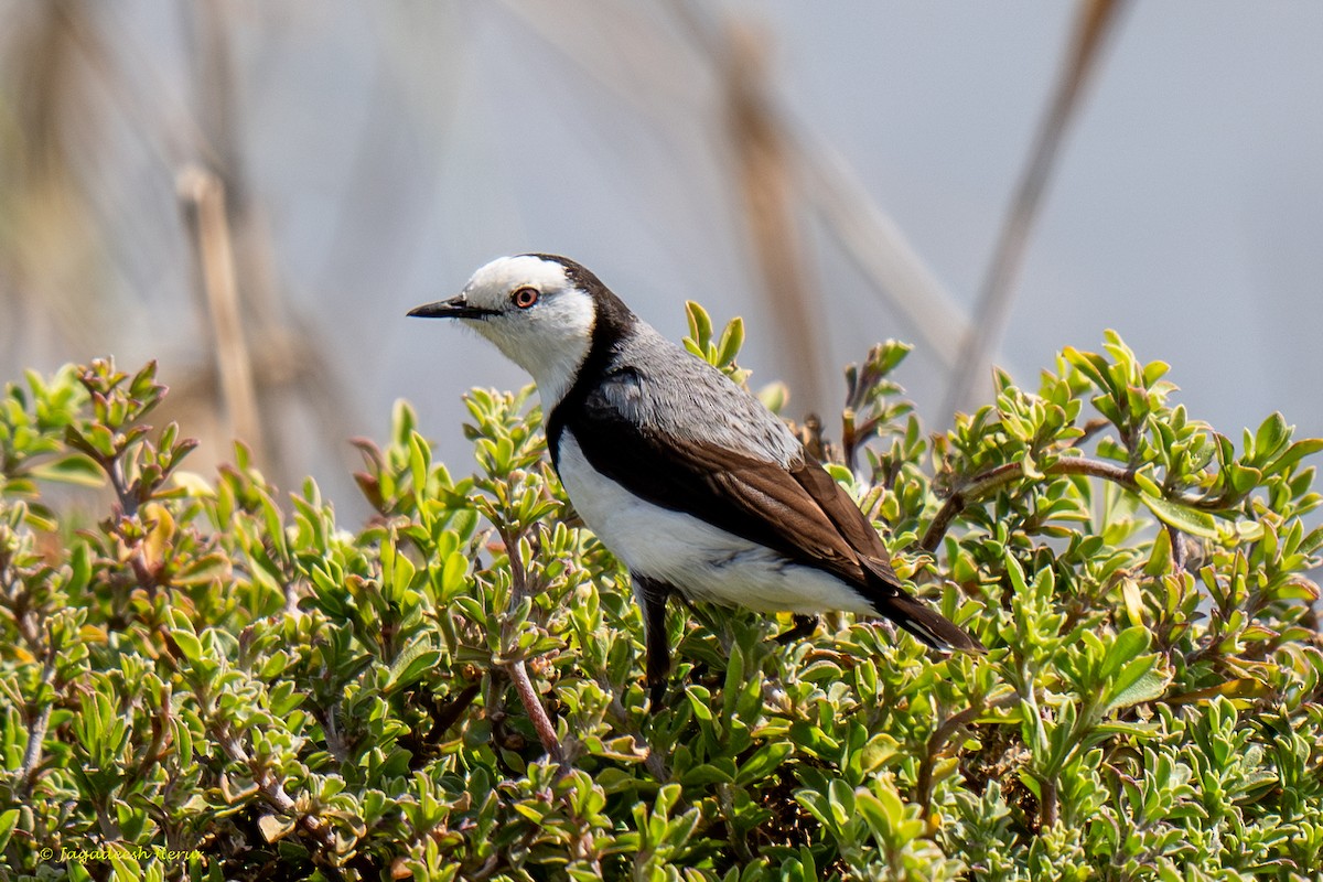 White-fronted Chat - ML623816233