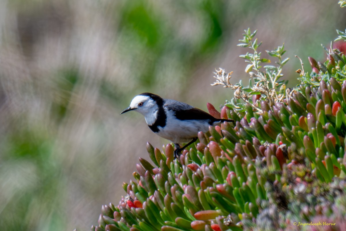 White-fronted Chat - ML623816234