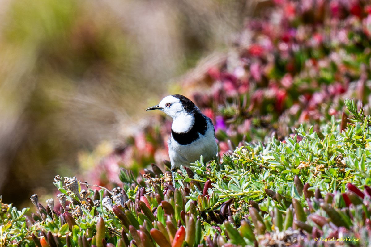 White-fronted Chat - ML623816235