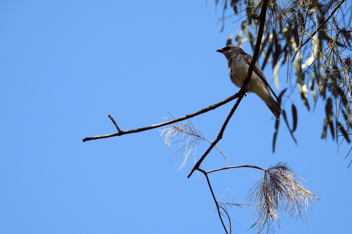 White-bellied Cuckooshrike - ML623816245