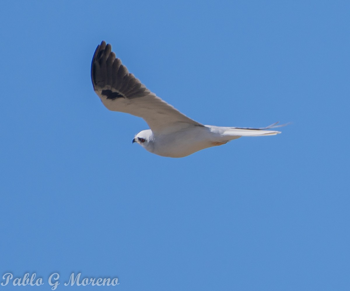 White-tailed Kite - ML623816249