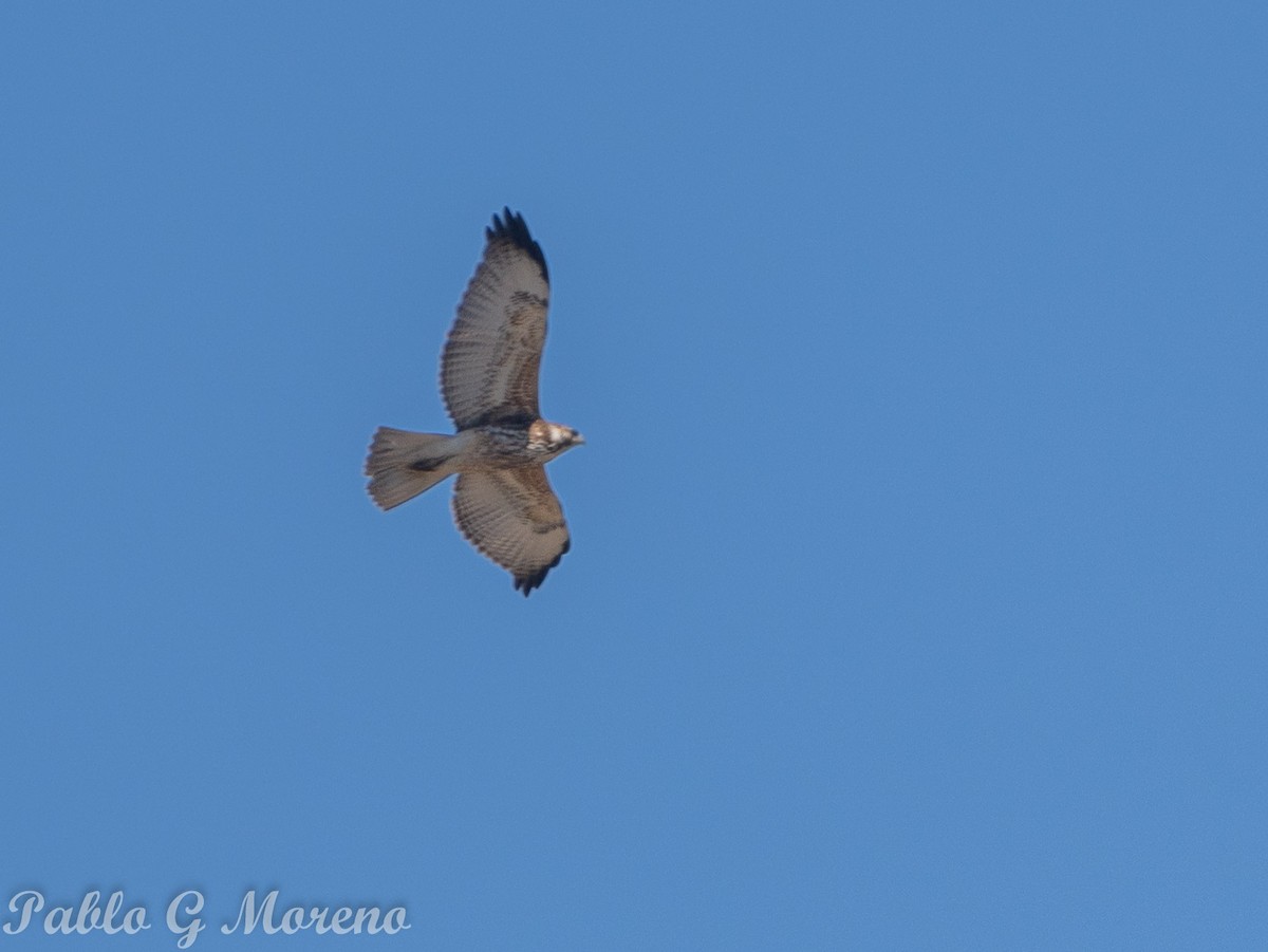 Variable Hawk - Pablo Moreno