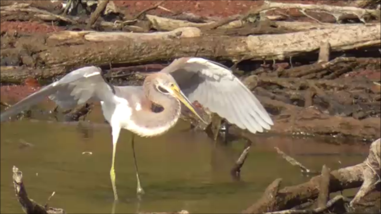 Tricolored Heron - ML623816289