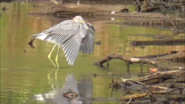 Tricolored Heron - ML623816290