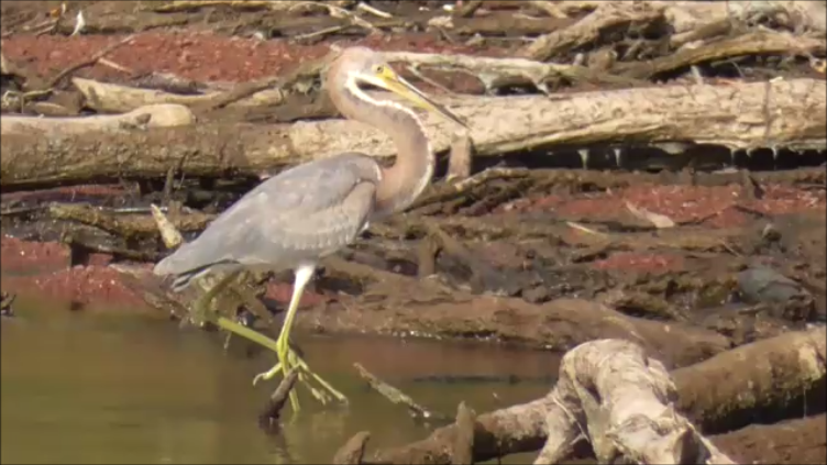 Tricolored Heron - ML623816291